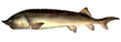 Белуга