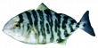 Лоцман