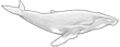 Кит горбатый альбинос
