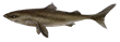 Акула гренландская